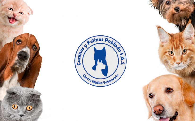 Caninos y Felinos