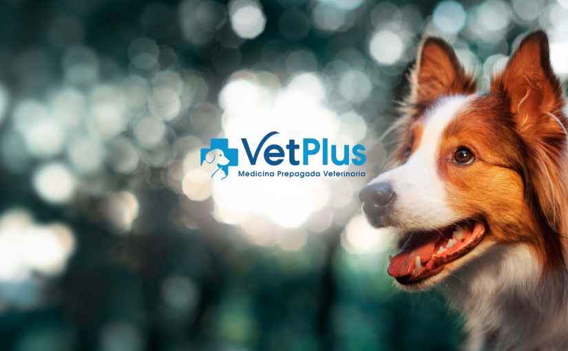 Vet Plus