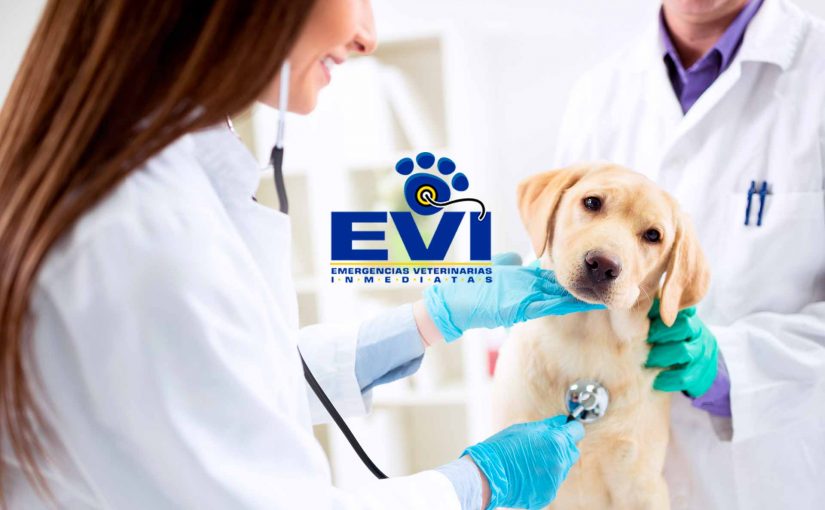 Evi Emergencias