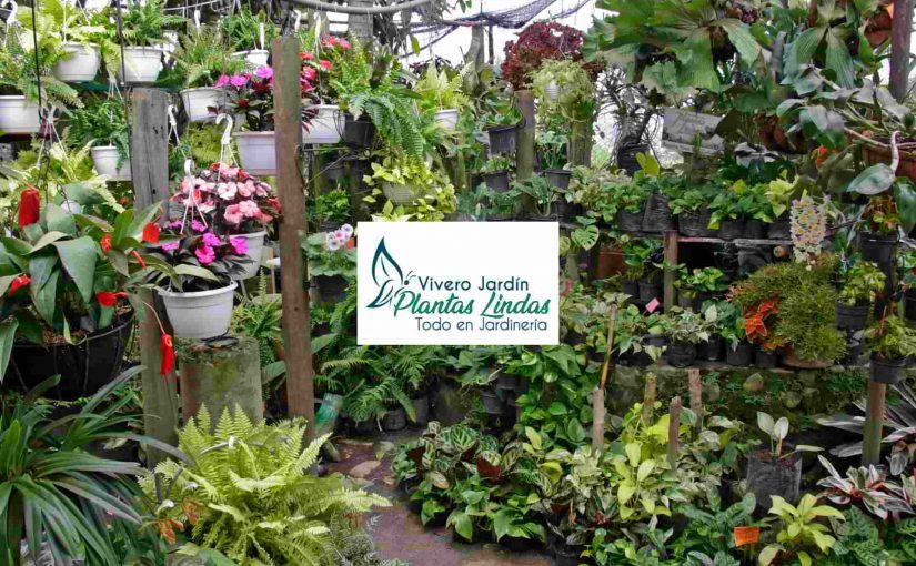 Vivero Jardin Plantas Lindas